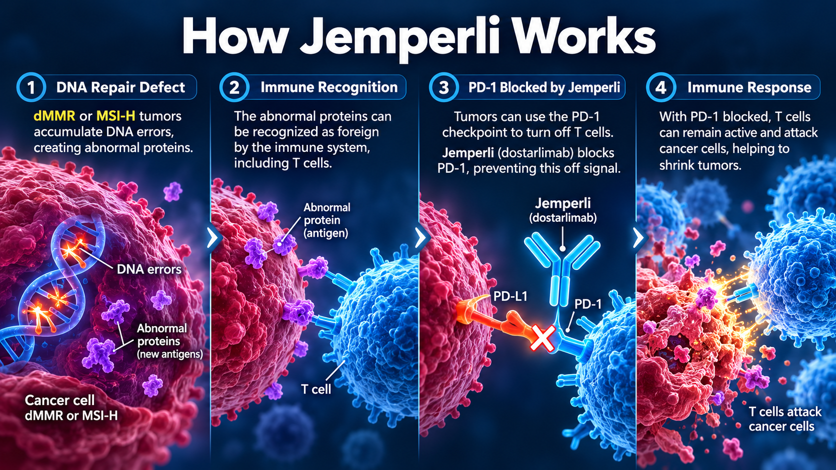 Medical infographic explaining how defective DNA mismatch repair can make rectal cancer cells more visible to immune cells and how Jemperli blocks PD-1